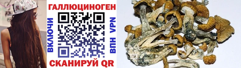 Галлюциногенные грибы Cubensis наркота Тутаев
